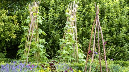 Runner beans growing in a vegetable garden on a wigwam made of wooden sticks