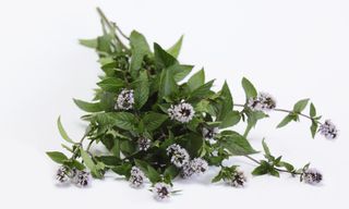 Blooming mint /Mentha aquatica/ on the white background