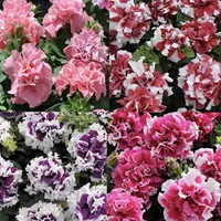 Mixed pastel petunia seeds, $6.99, Amazon
