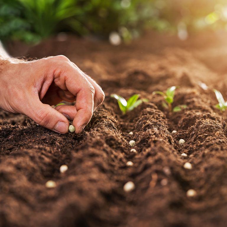 Semis Get the Know How Delivered to Your Inbox Every Week | Gardening Know How