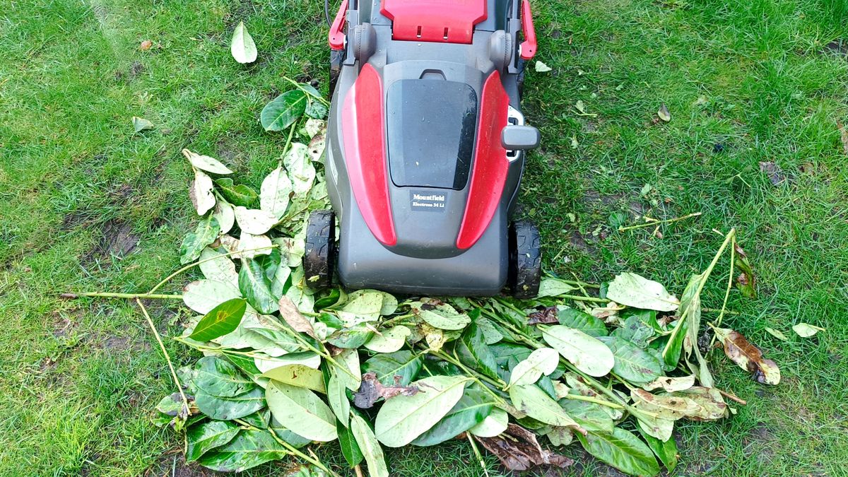 How to mulch leaves 5 steps for organic lawn care Top Ten Reviews