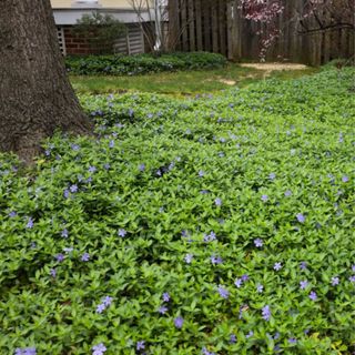 Periwinkle Plants