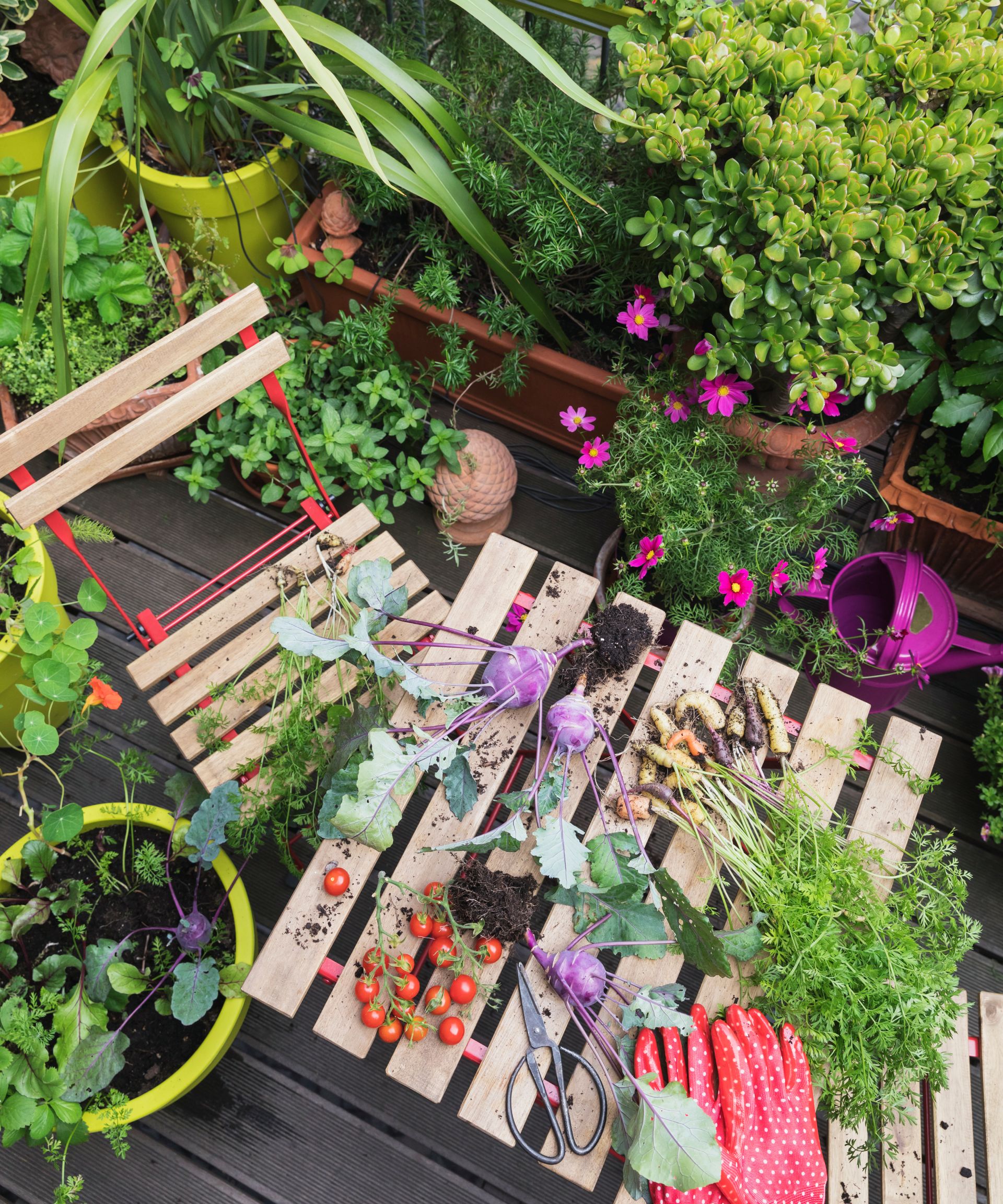 variety of vegetables being grown on a balcony including tomatoes, carrots and kohlrabi