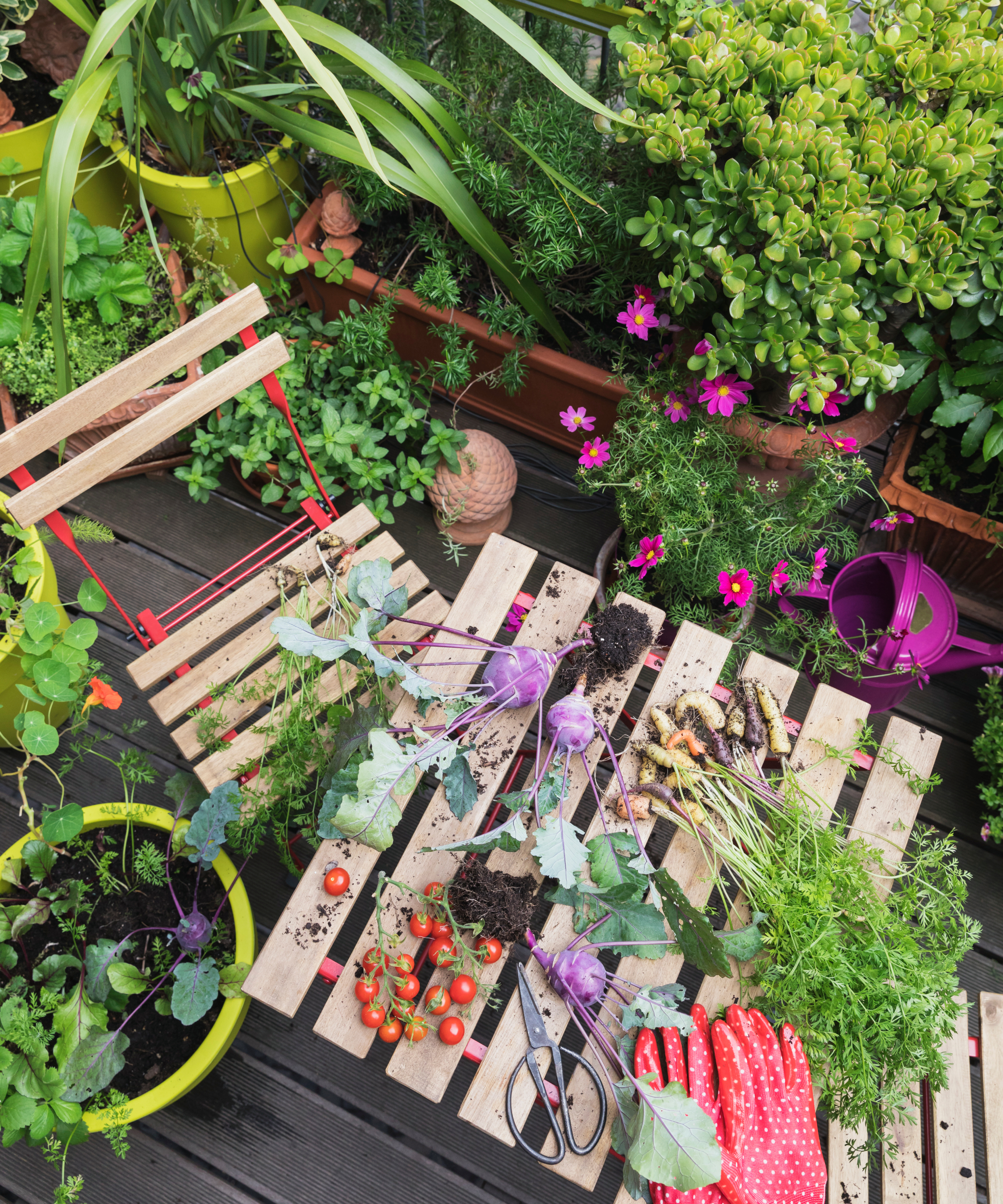 variety of vegetables being grown on a balcony including tomatoes, carrots and kohlrabi