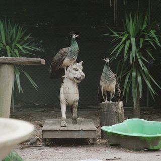 photograph of peacocks with sculpture