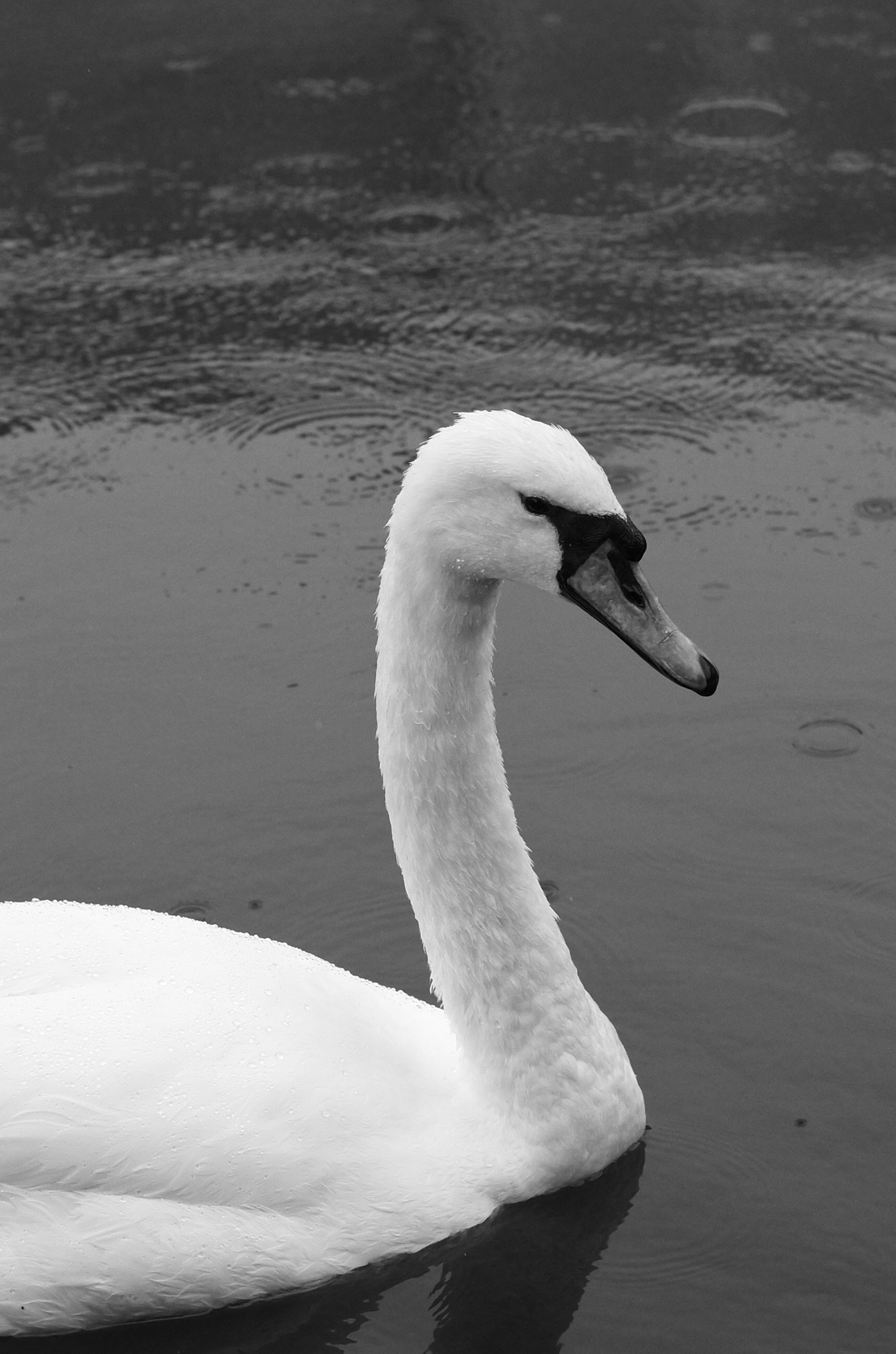 A photo of a swan taken on a Leica M11-D rangefinder camera