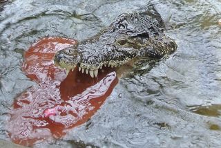 How do you say, "I love you," to the massive predatory reptile in your life? A Cuban crocodile at the National Zoo.