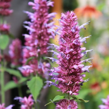 Agastache &#039;globetrotter&#039; - Live Starter Plant