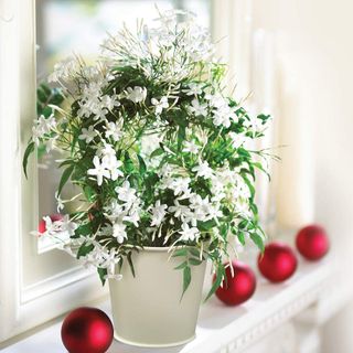 Winter flowers – how to decorate with florals and blooming indoor