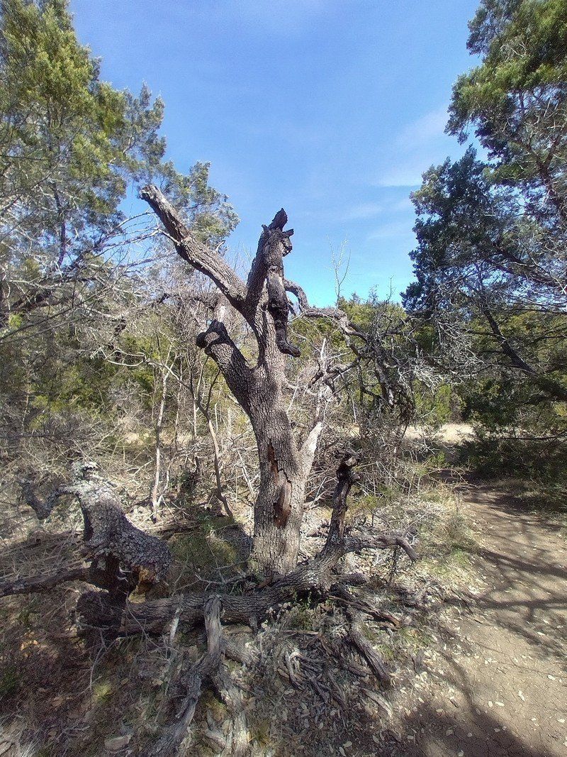 Nokia 54 Wide Angle 4