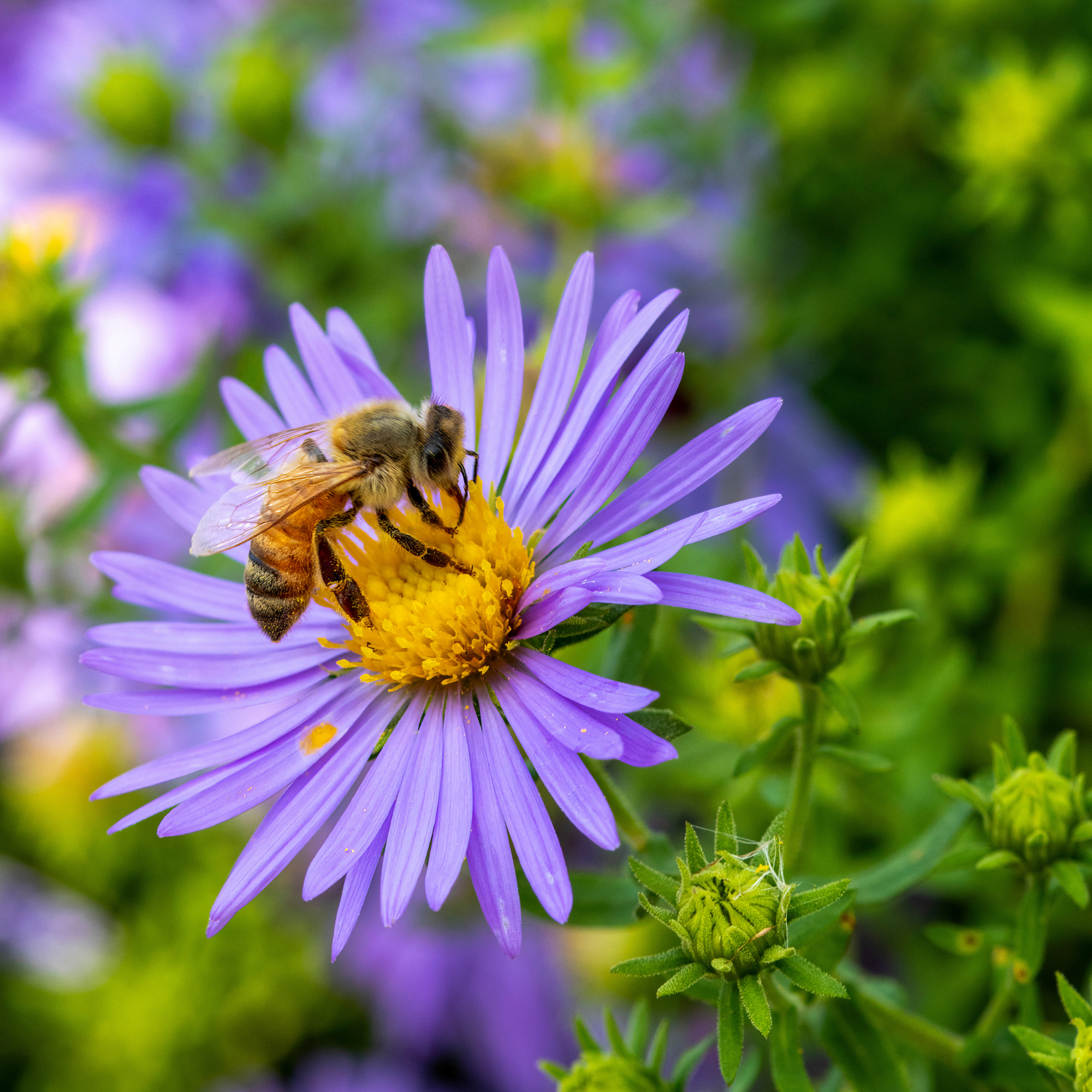 Bee on a purple aster