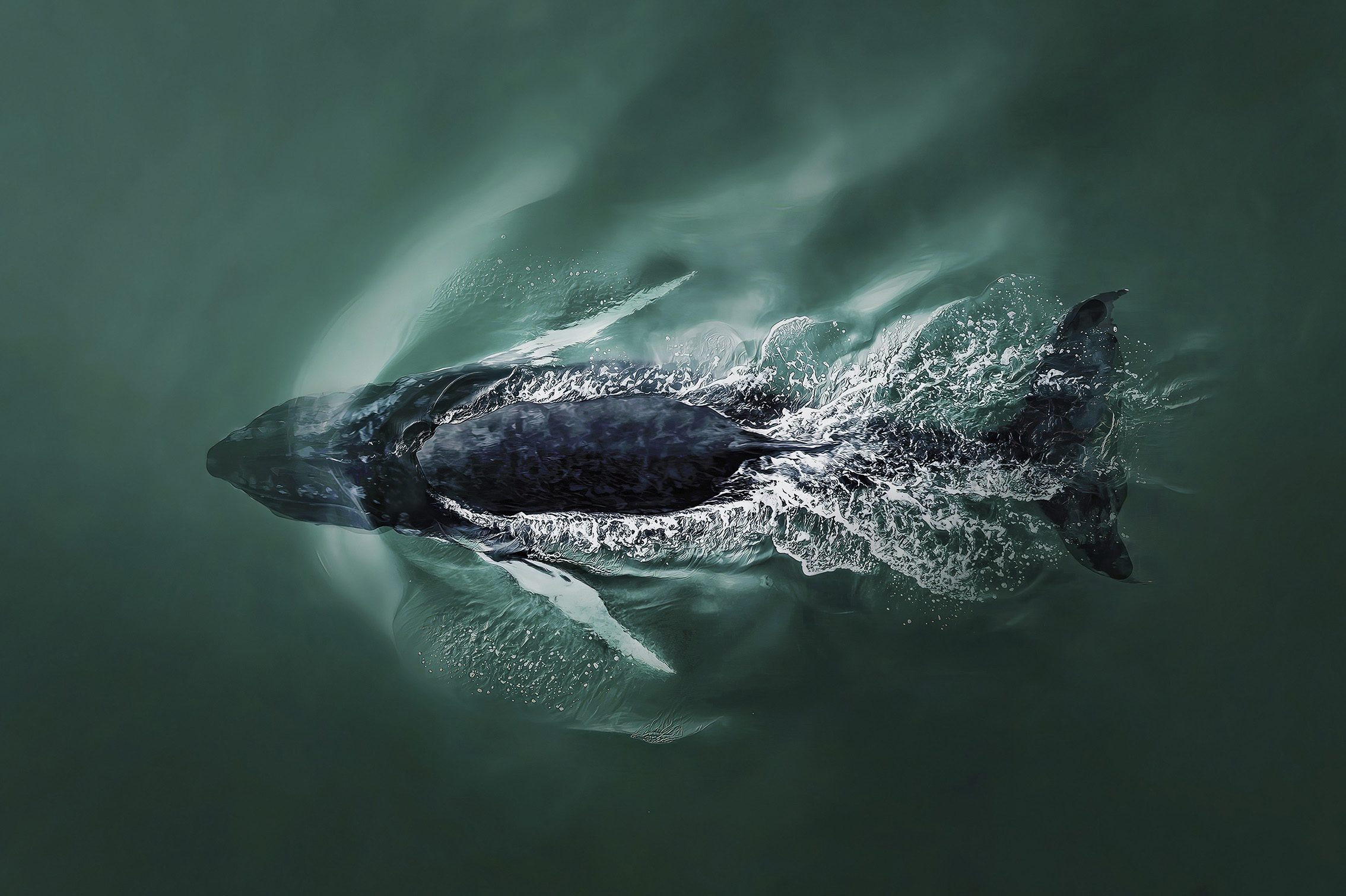 Aerial view of a dark whale swimming through calm, greenish water, creating gentle waves and splashes around its body