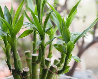 Close-up of lucky bamboo leaves