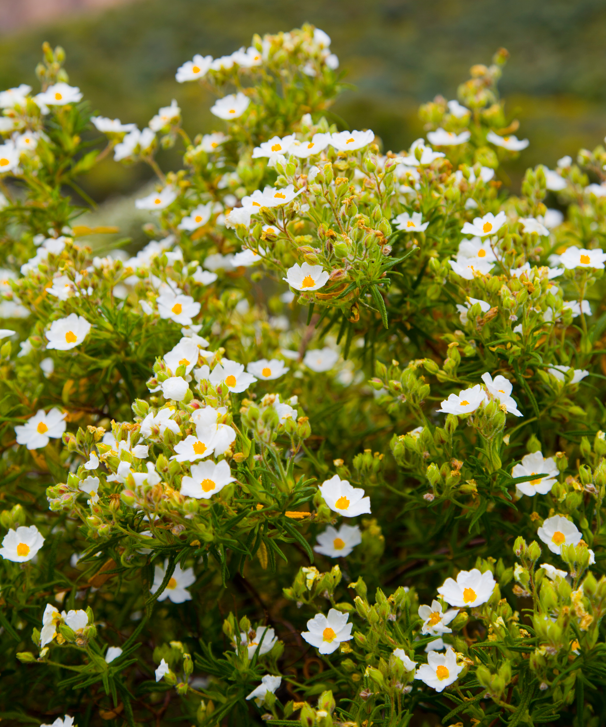 rockrose shrub