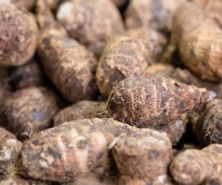 Colocasia, elephant ear bulbs