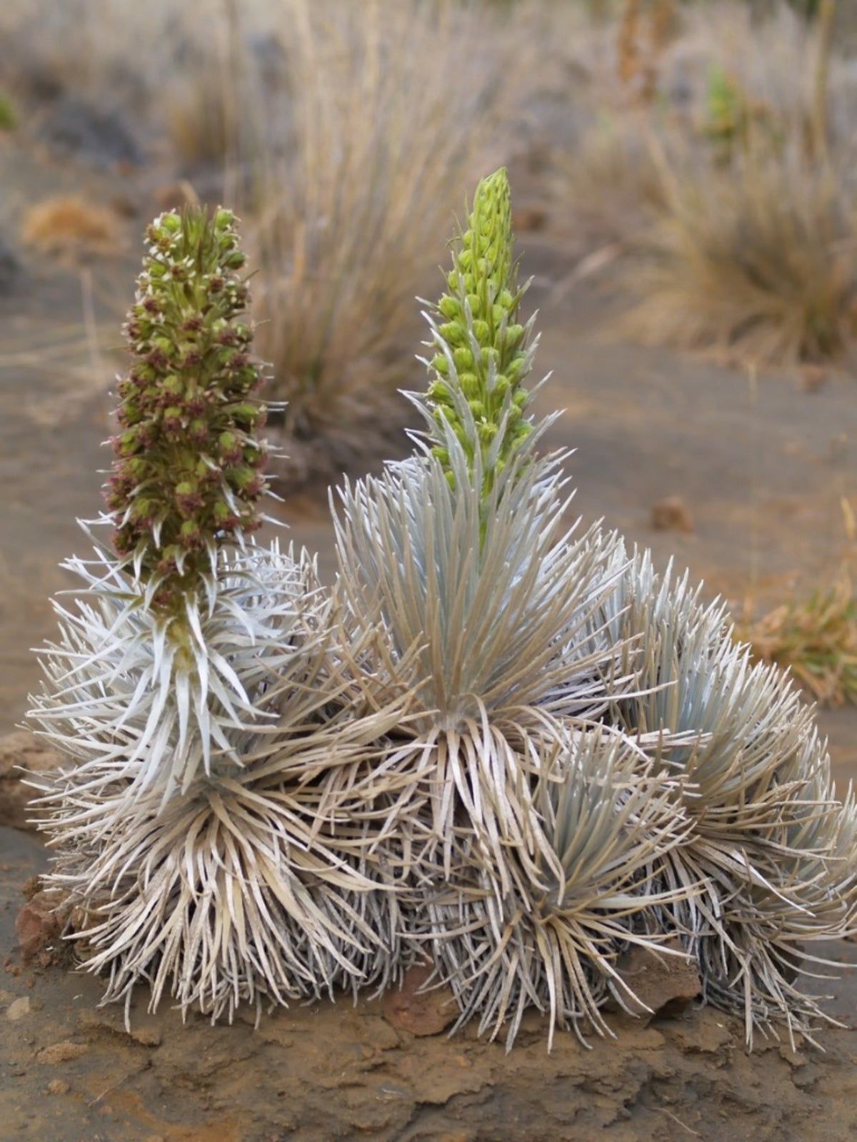 Hawaiian Beach Plants