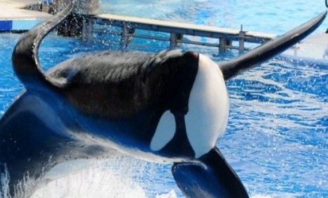 Tilikum leaps during a Sea World show Thursday.