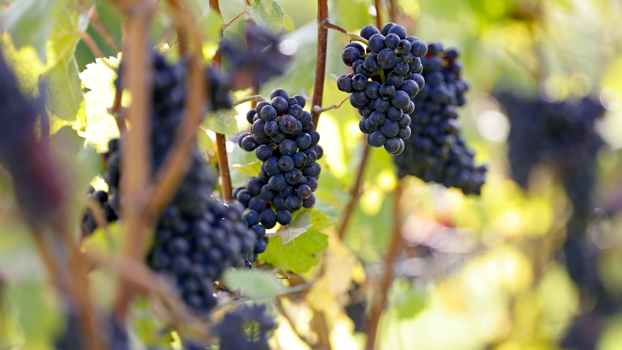 Purple grapes on a vine.