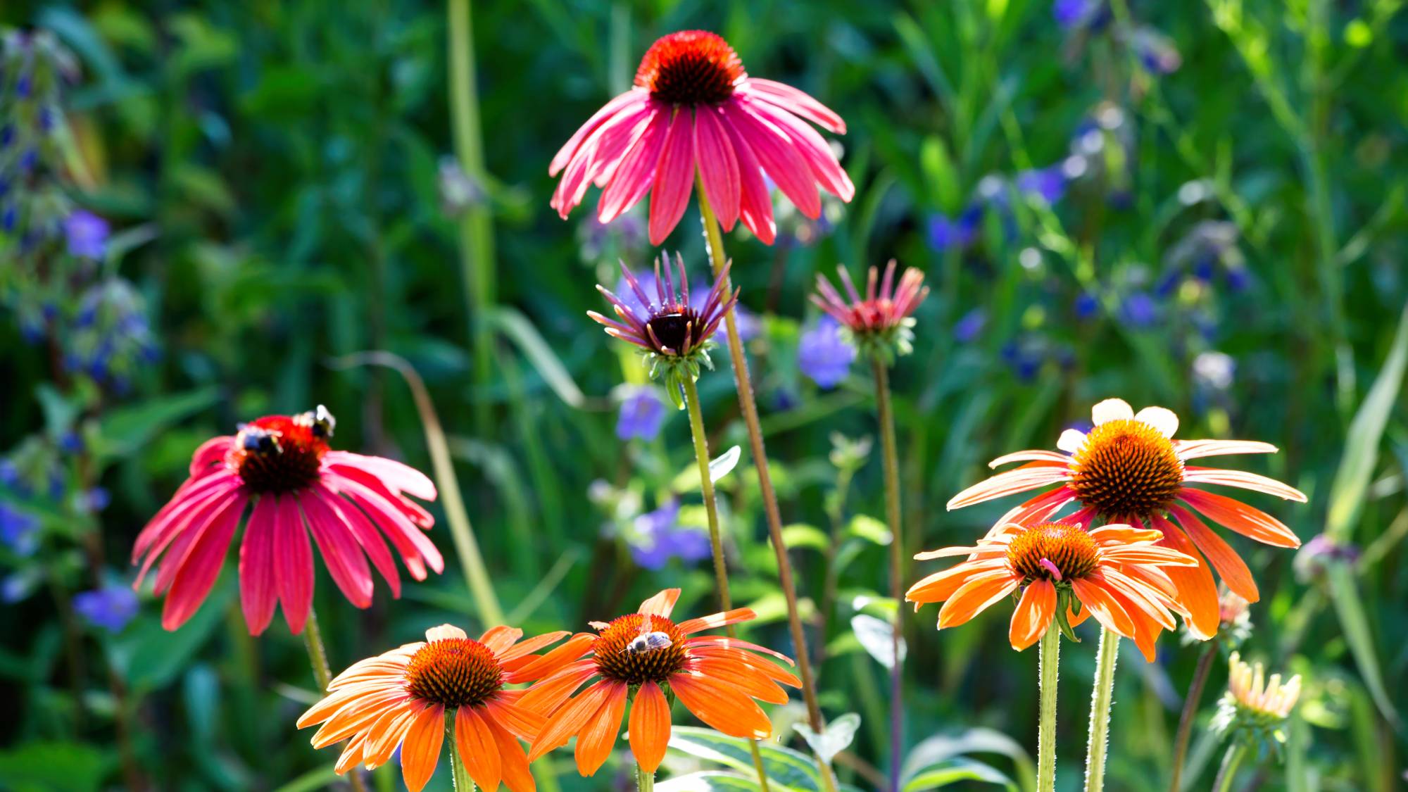 Zone 6 perennial flowers - coneflowers