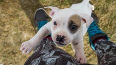 Young dog jumping up