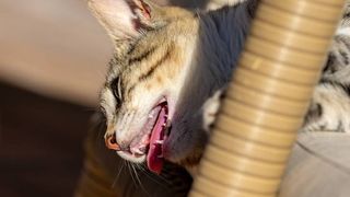 cat panting with mouth open