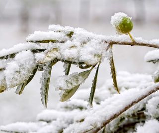 close-up of snow on olive branch