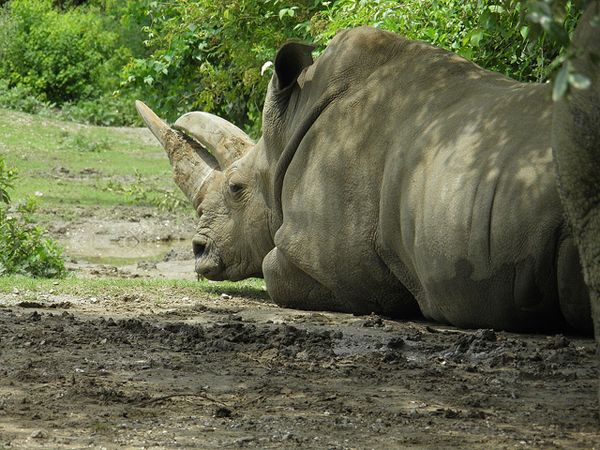 rhino-female-macite-110822-02