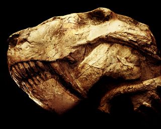 skull of a rubidgeinae that lived 240 million years ago