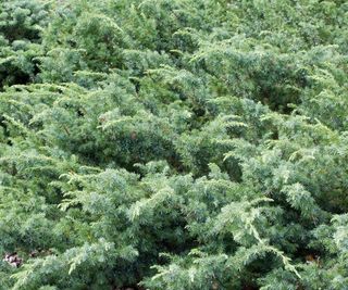 Blueberry Delight juniper growing in garden border