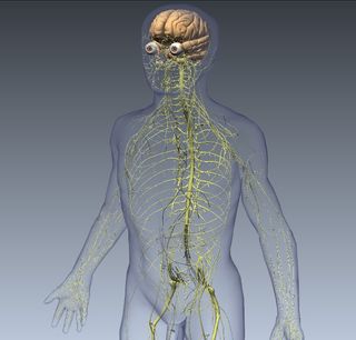 Biodigital human nervous system