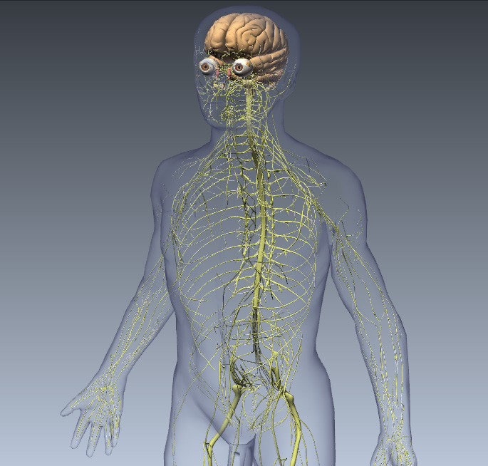 Spinal Cord Injury: Levels, Symptoms & Treatment | Live Science