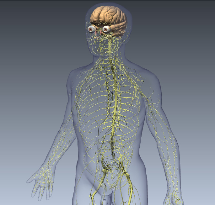 Spinal Cord Injury Levels Symptoms Treatment Live Science