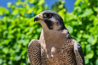 Watch a peregrine falcon family at Corfe Castle.