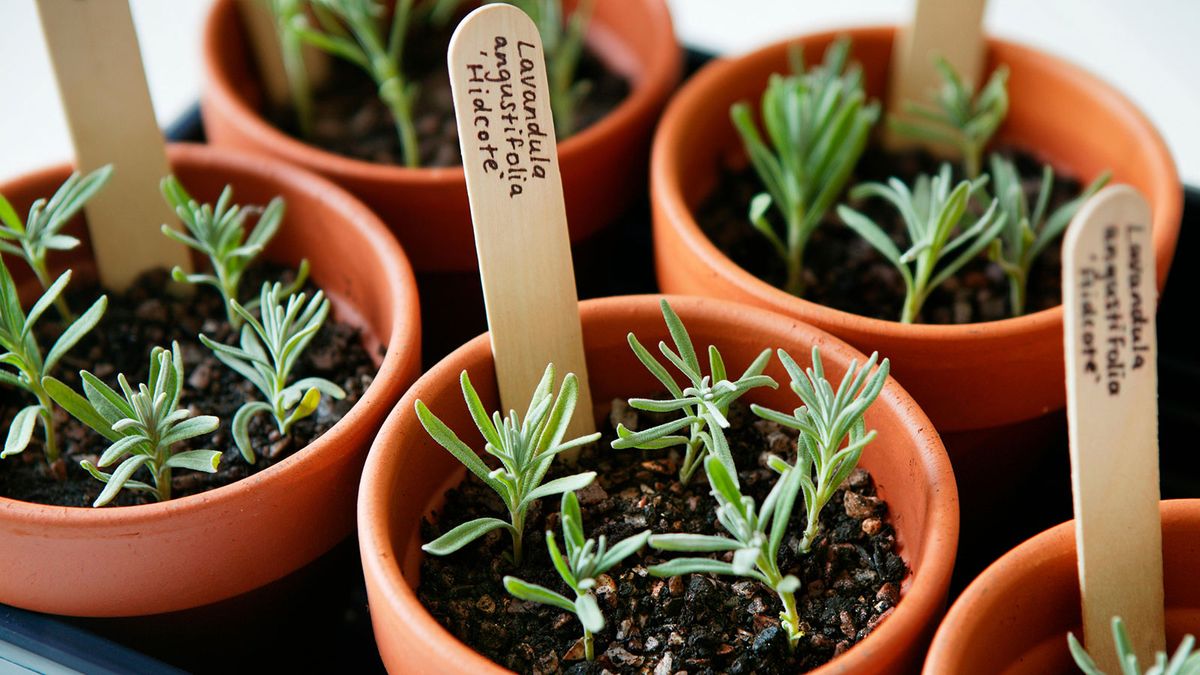 How to propagate herbs – easy methods to boost your plant collection