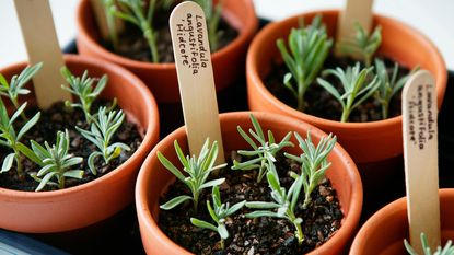 lavender cuttings in terracotta pots