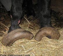 long-hooves.jpg