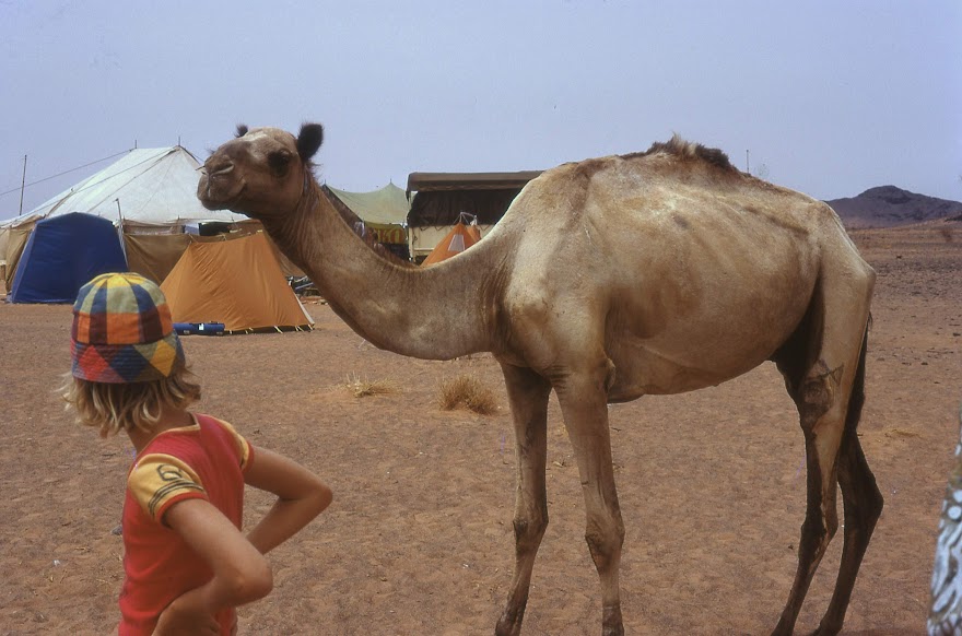 a man in the desert beside a camel