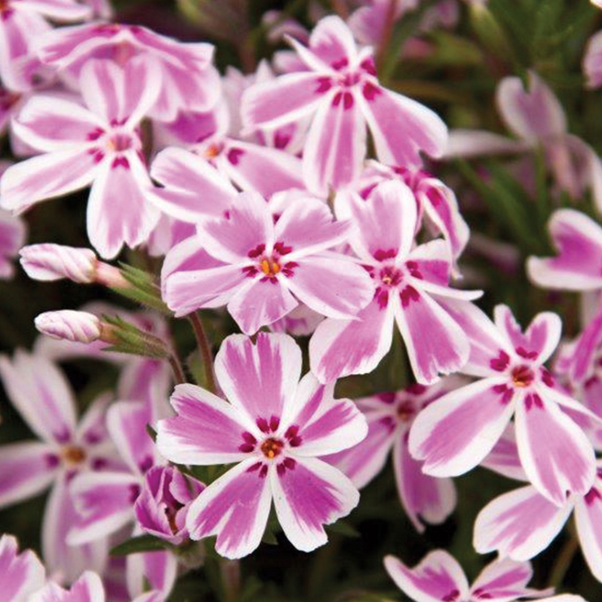 Candy Stripe Creeping Phlox Plant
