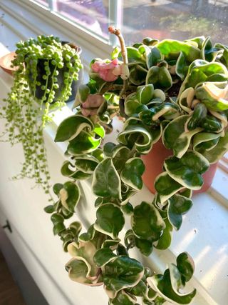 Hoya compacta houseplant in pot with string of pearls on the left