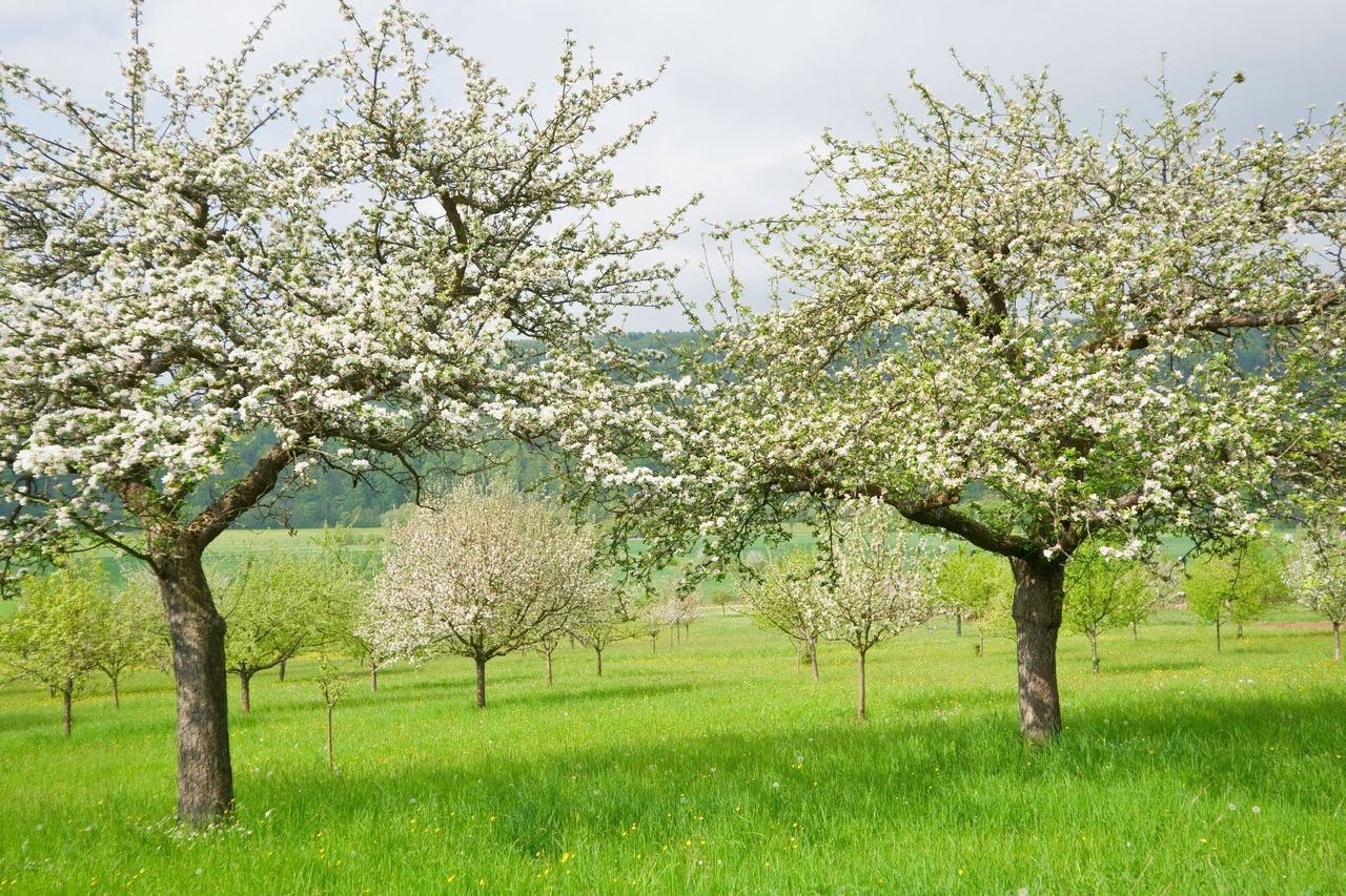 Orchard Of Fruit Trees