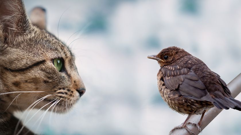 Cat and bird face to face