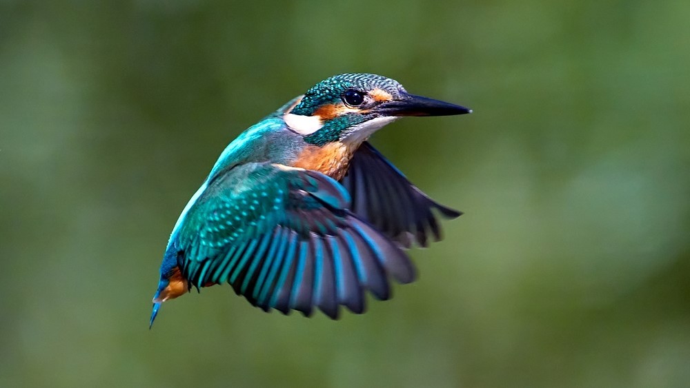 A common kingfisher middair.