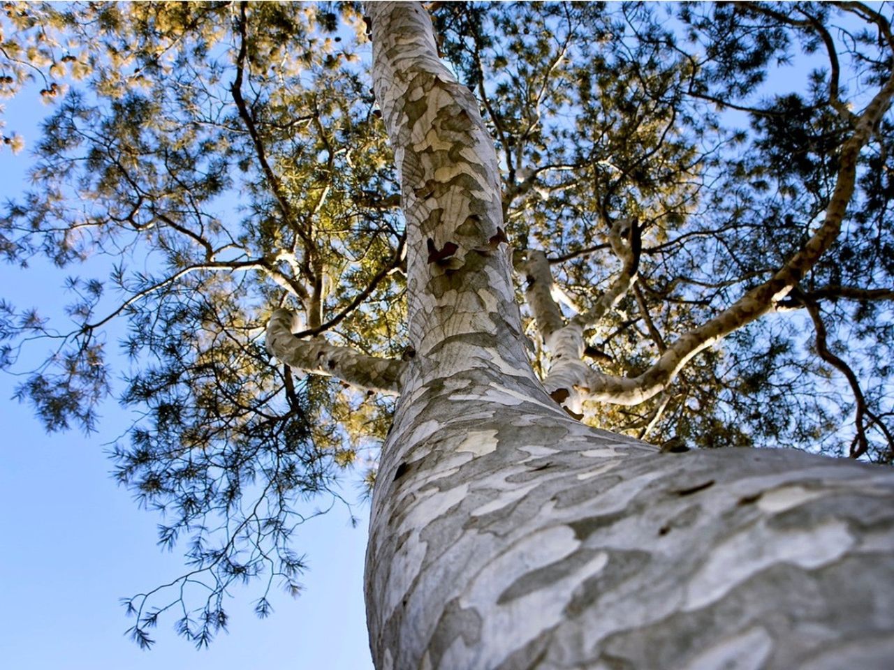 A view looking straight up the trunk of a lacebark pine tree. The bark is many shades of gray and mottled looking.