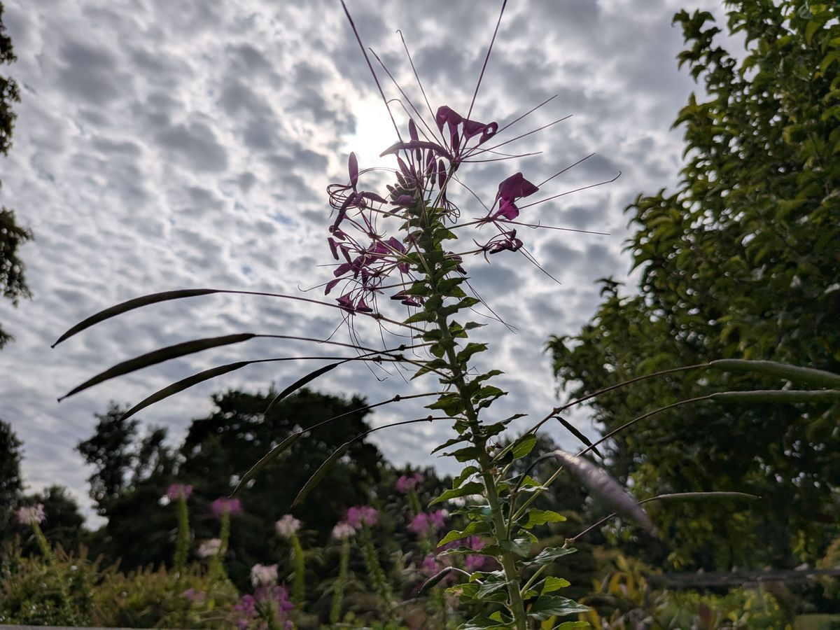 Google Pixel 9 Pro Fold camera image samples