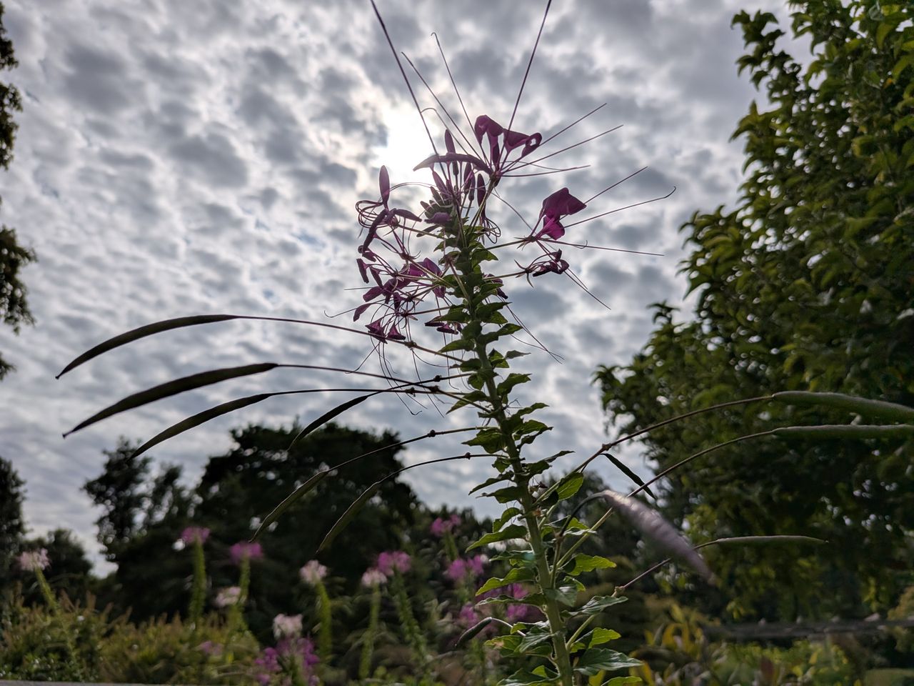 Google Pixel 9 Pro Fold camera image samples