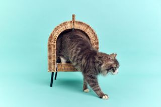 Ikea Utsådd pets collection modelled by a long furred grey cat coming out of a small cat house