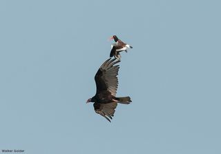 An oystercatcher chases a turkey vulture that got too close to the shorebirds' breeding territory