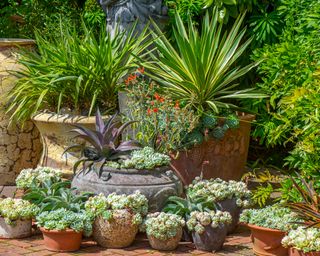 terracotta pots of drought-tolerant plants and succulents