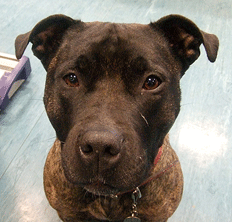 adopt-a-rescue-dog-feb-2011.gif