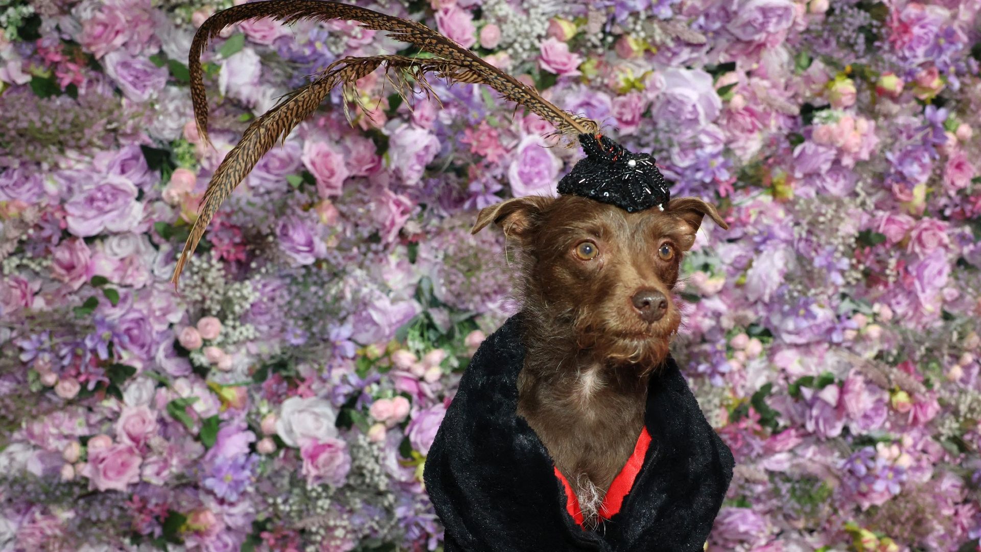 
                                Bogie, a Chihuahua dressed as British singer-songwriter Sam Smith, poses during the 2026 Pet Gala in New York, USA
                            